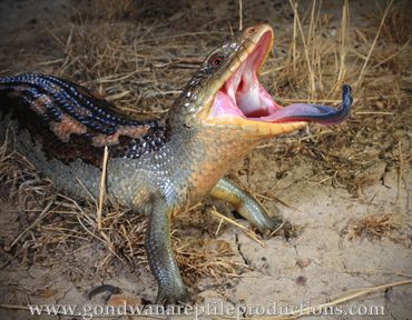 Blotched Blue-tongue Skink Tiliqua nigrolutea Rob Valentic Australian Reptile Images Lizard