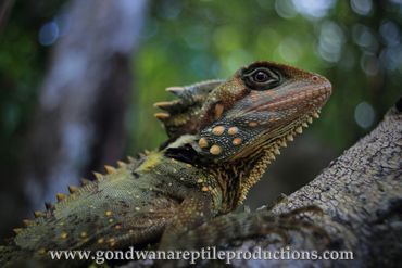 Boyd's Forest Dragon Lophosaurus boydii Rob Valentic Australian Reptile Lizard Dragon Images