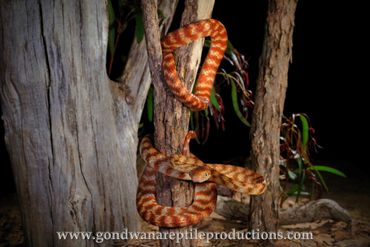 Brown Tree Snake Boiga irregularis Rob Valentic Australian Reptile Snake Images