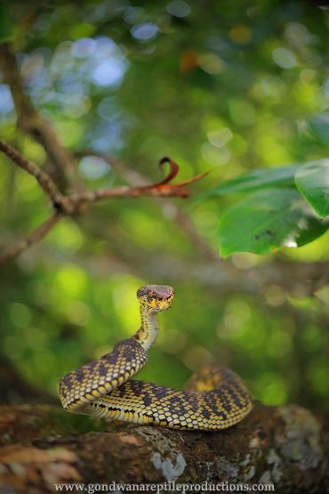 Mangrove Viper Trimeresurus purpureomaculatus Rob Valentic Australian Malaysian Reptile Snake Image