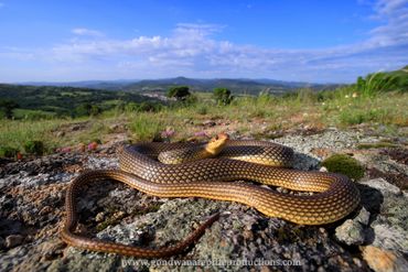 Caspian Whip Snake Dolichophis caspius  Rob Valentic European Reptile Snake Images Greece