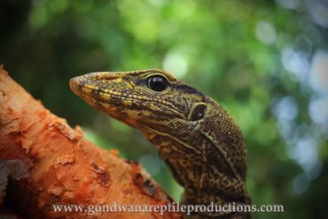 Clouded Monitor Varanus nebulosus Rob Valentic Asian Malaysian Reptile Images Monitor Lizard