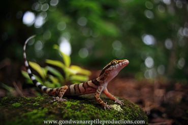 Coastal Ring-tailed Gecko Cyrtodactylus tuberculatus Rob Valentic Australian Reptile  Gecko Images