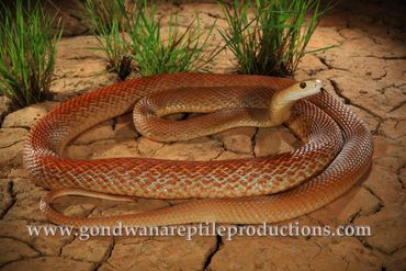 Coastal Taipan Oxyuranus scutellatus Rob Valentic Australian Reptile Snake Images