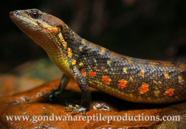 Cochinchinese Water Skink Tropidophorus cocincinensis Rob Valentic Asian Vietnamese Reptile Images