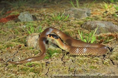 An adult male Little Whip Snake Parasuta flagellum