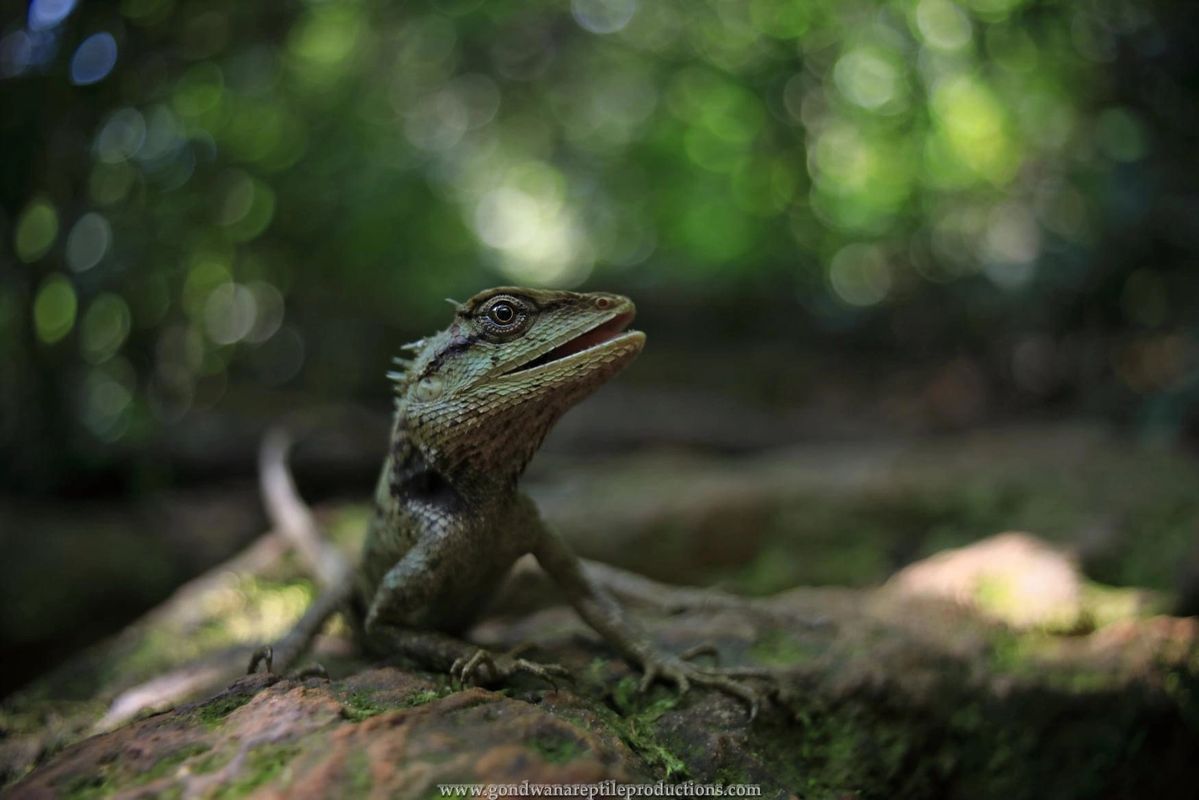 Emma Gray's Forest Dragon Calotes emma emma Rob Valentic Australian Asian Reptile Dragon Images