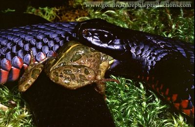 A Red-bellied Black Snake preying upon a Spotted Marsh Frog 