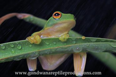 Dainty Green Tree Frog Litoria gracilenta Rob Valentic Australian Reptile Frog Amphibian Images