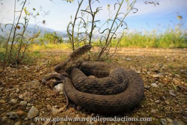 Dice Snake Natrix tessellata Rob Valentic European Reptile Snake Images Greece