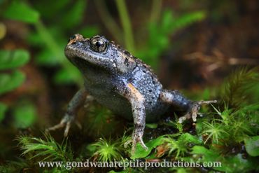 Dusky Toadlet Uperolia fusca Rob Valentic Australian Reptile Frog Amphibian Images