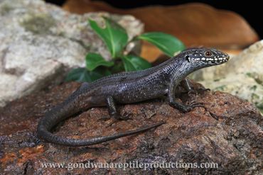 Eastern Crevice Skink Egernia mcpheei Rob Valentic Australian Reptile Lizard Skink Images