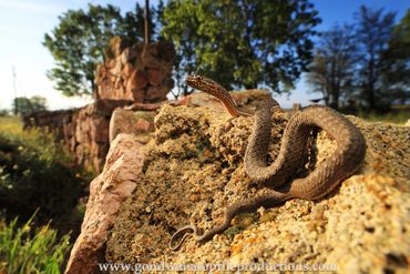 Eastern Montpellier Snake Malpolon insignitus Rob Valentic European Reptile Snake Images Greece