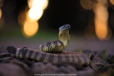 Eastern Tiger Snake Notechis scutatus Rob Valentic Australian Reptile Snake Images