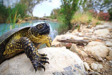 European Pond Turtle Emys orbicularis Rob Valentic European Reptile Turtle  Images Greece