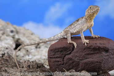 Eyrean Earless Dragon Tympanocryptis tetraporophora Rob Valentic Australian Reptile Lizard Images