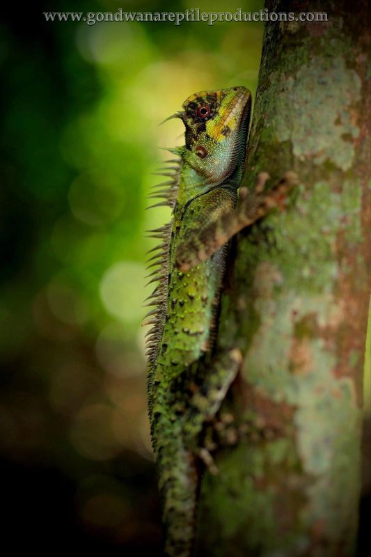 Peninsula Horned Tree Lizard Acanthosaura armata Rob Valentic Australian Malaysian Reptile  Images