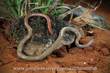 Flinders Ranges Worm Lizard Aprasia pseudopulchella Rob Valentic Australian Reptile Lizard Images