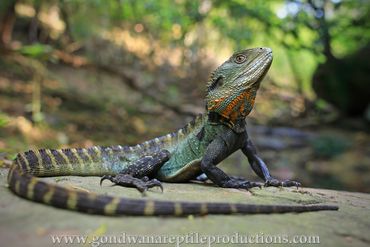 Gippsland Water Dragon Intellegama lesuerii howitti Rob Valentic Australian Reptile Lizard  Images