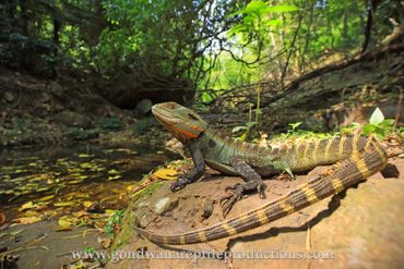 Gippsland Water Dragon Intellegama lesuerii howitii Rob Valentic Australian Reptile Lizard Images