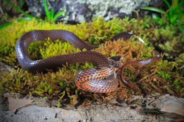 Golden-crowned Snake Cacophis squamulosus Rob Valentic Australian Reptile Snake Images