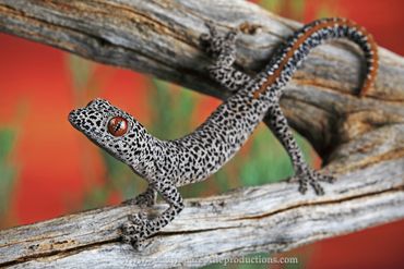 Golden tailed Gecko Strophurus taeniatus Rob Valentic Australian Reptile Snake Lizard Images 