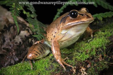 Great Barred Frog Mixophyes fasciolatus Rob Valentic Australian Reptile Frog Amphibian Images