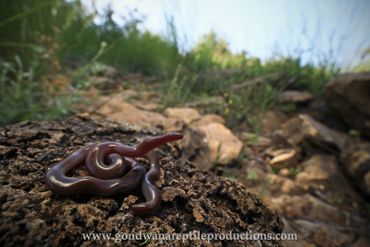 Greek Blindsnake Xerotyphlops vermicularis Rob Valentic European Reptile Lizard Images Greece