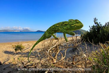 Greek Chameleon Chamaeleo africanus Rob Valentic European Reptile Lizard Images Greece