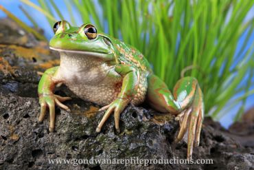 Growling Grass Frog Litoria raniformis Rob Valentic Australian Reptile Frog Amphibian Images