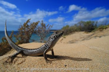 Heath Skink Liopholis multiscutata Rob Valentic Australian Reptile Lizard Skink Images