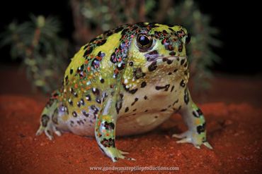 Holy Cross Frog Notaden bennettii Rob Valentic Australian Reptile Images Australian Frog Images