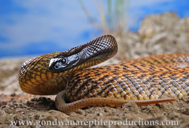 Inland Taipan Oxyuranus microlepidotus