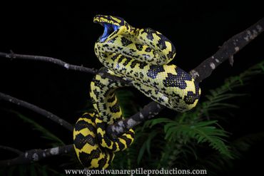Jungle Carpet Python Morelia spilota cheynei Rob Valentic Australian Reptile Snake Lizard Images