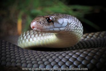 King Brown Snake Pseudechis australis Rob Valentic Australian Reptile Snake Images