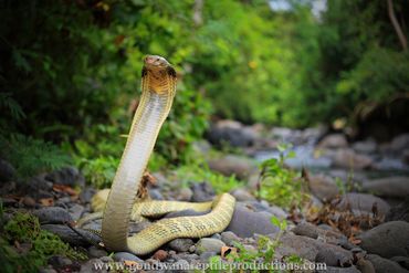 King Cobra Ophiophagus hannah  Rob Valentic Australian Asian Indonesia Bali Reptile Snake Images