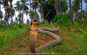 King Cobra Ophiophagus hannah Rob Valentic Asian Thailand Reptile Images Snakes Cobra