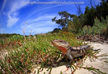 Lowland Blotched Blue-tongue Skink Tiliqua nigrolutea Rob Valentic Australian Reptile Lizard Images