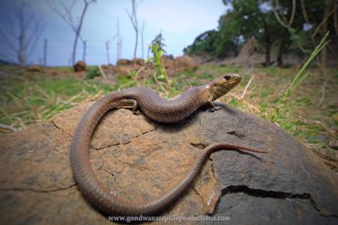 Mainland She-oak Skink Cyclodomorphus michaeli Rob Valentic Australian Reptile Lizard Skink Images