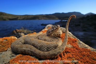 Milos Viper Vipera lebetina schweizeri Rob Valentic European Reptile Snake Images Greece Viper