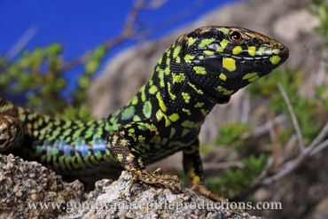 Milos Wall Lizard Podarcis milensis Rob Valentic European Reptile Lizard Images Greece