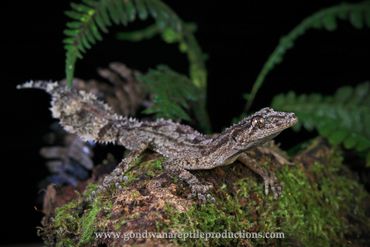 Moriritz's Leaf-tailed Gecko Saltuarius moritzi Rob Valentic Australian Reptile Gecko Lizard Images