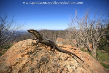 Mount Kaputar Rock Skink Egernia roomi Rob Valentic Australian Reptile Lizard Skink Images