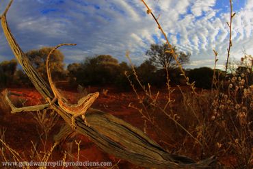 Mulga Dragon Diporiphora amphibolourides Rob Valentic Australian Reptile Images Lizard Dragon