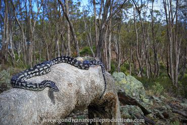 Murray Darling Carpet Snake Morelia spilota metcalfei Rob Valentic Australian Reptile Snake Images