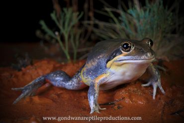 Northern Banjo Frog Limnodynastes terrareginae Rob Valentic Australian Reptile Frog Amphibian Images