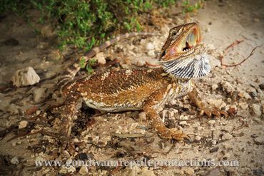 Nullarbor Bearded Dragon Pogona nullarbor Rob Valentic Australian Reptile Lizard Dragon Images