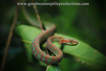 Phuket Pit Viper Trimeresurus phuketensis Rob Valentic Asian Thailand Phuket Reptile Images Snake
