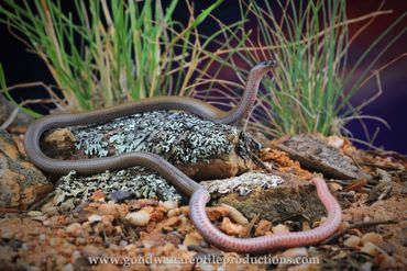 Pink-tailed Worm Lizard Aprasia parapulchella Rob Valentic Australian Reptile Legless Gecko Images