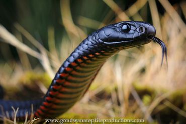 Red-bellied Black Snake Pseudechis porphyriacus Rob Valentic Australian Reptile Snake Images